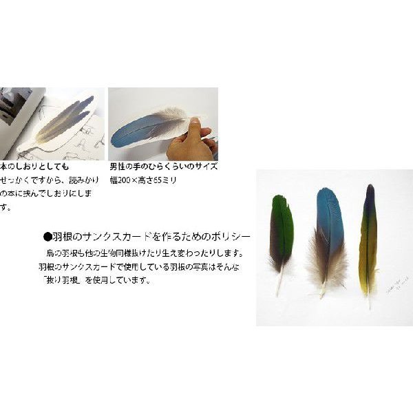 画像4: 羽根のサンキューカード メッセージカード 50枚入り (4)