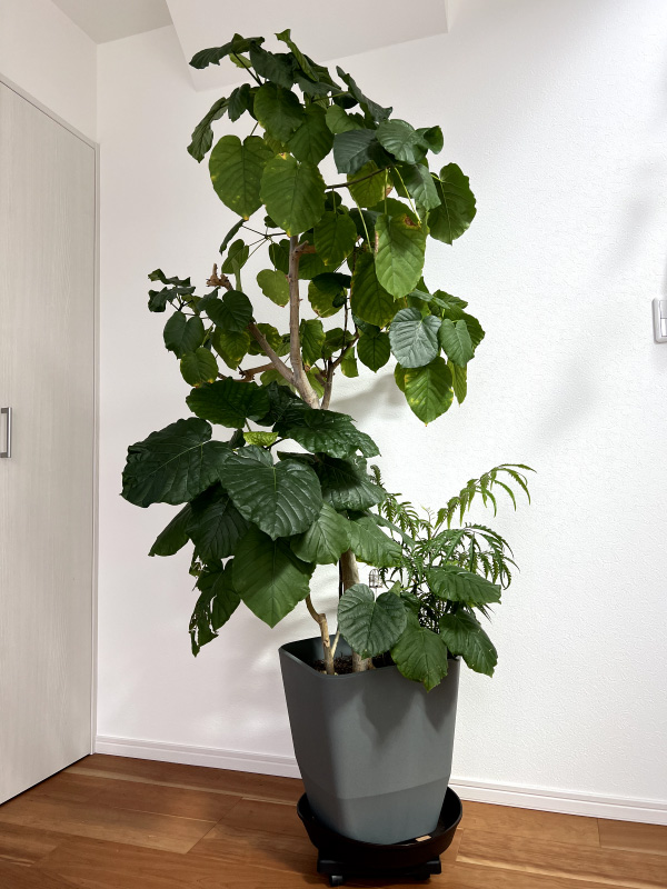 フィカス・ウンベラータ まがり XL ＃2 【首都圏限定】| 観葉植物通販 AND PLANTS (アンドプランツ)